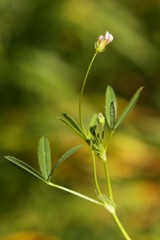 Trifolium oliganthum
