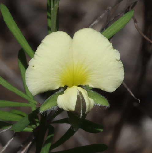 Gompholobium huegelii observed 2026-10-24