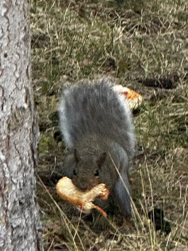 Eastern Gray Squirrel photograph by the iNaturalist community
