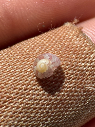 Calliotrochus marmoreus observed 2026-10-23
