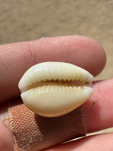 Cypraea helvola observed 2026-10-23