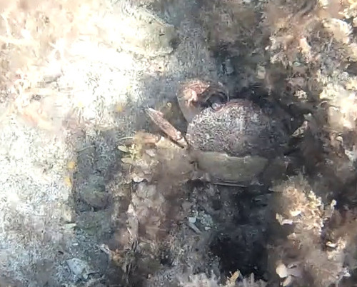 Nectocarcinus integrifrons observed 2026-10-17