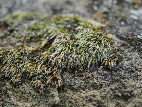 Jaffueliobryum wrightii