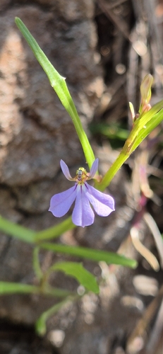 Lobelia anceps observed 2026-10-24