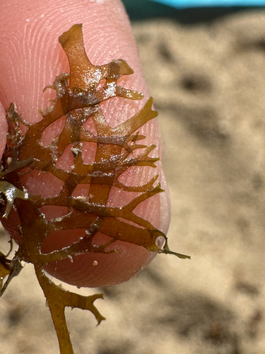 Dictyota dichotoma observed 2026-10-23