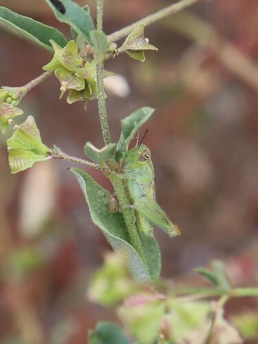 Lakin Grasshopper