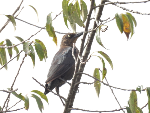 Great-tailed Grackle photograph by the iNaturalist community