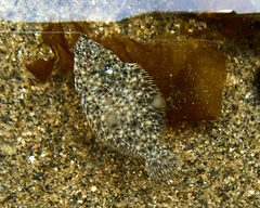 Lepidopsetta bilineata