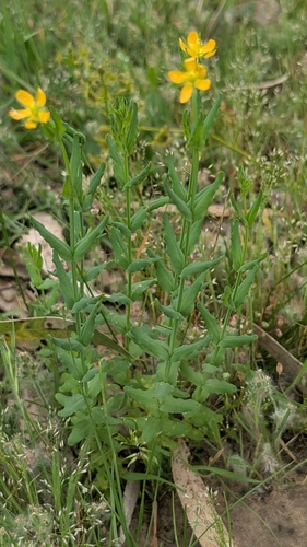 Hypericum gramineum observed 2026-10-24