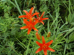 Lilium concolor partheneion