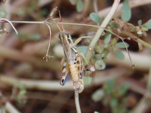Lakin Grasshopper