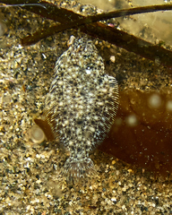 Lepidopsetta bilineata