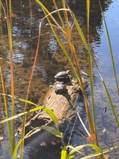 Painted Turtle photograph by the iNaturalist community