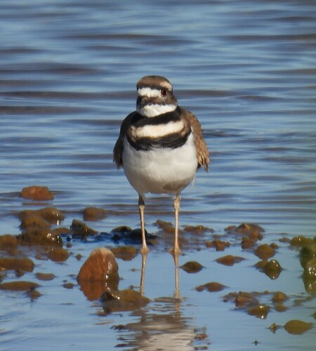 Killdeer photograph by the iNaturalist community