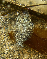 Lepidopsetta bilineata