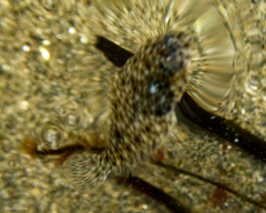 Lepidopsetta bilineata