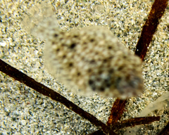 Lepidopsetta bilineata