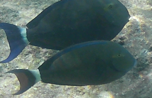 Acanthurus blochii observed 2026-10-17