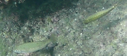 Siganus spinus observed 2026-10-17
