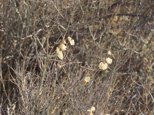 Scutellaria mexicana observed 2026-10-23