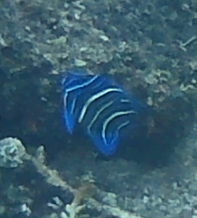 Pomacanthus semicirculatus observed 2026-10-17