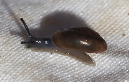 Zonitoides arboreus observed 2026-10-21