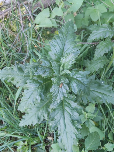 Senecio biserratus, 2026-10-24