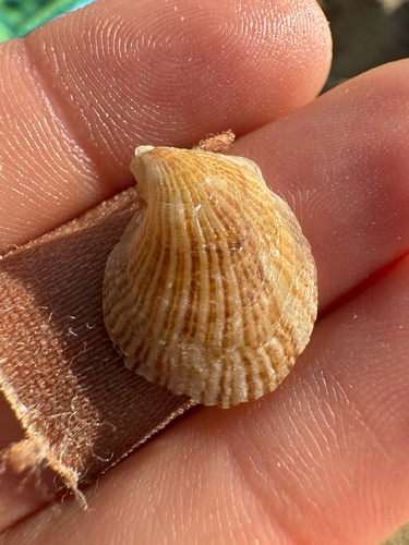 Isognomon observed 2026-10-23