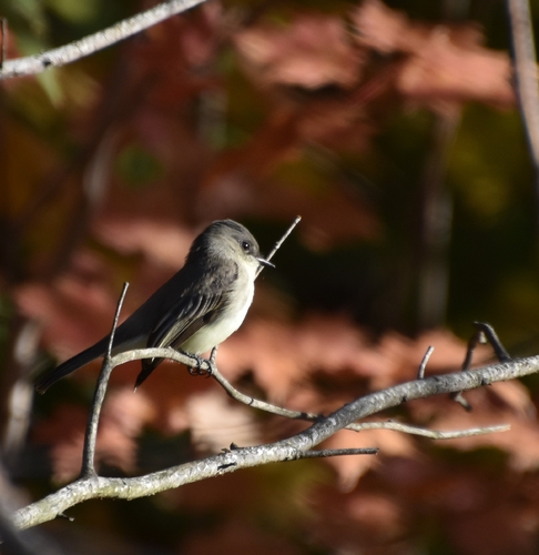 Eastern Phoebe photograph by the iNaturalist community