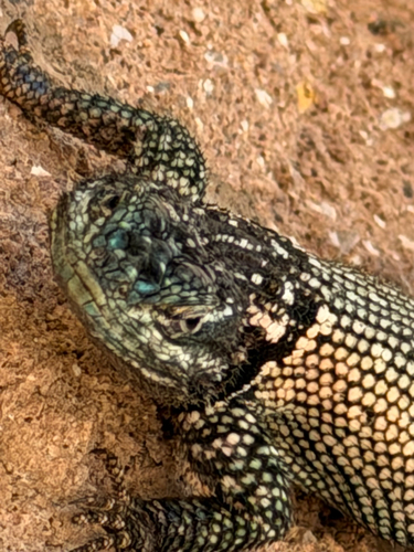 Sceloporus jarrovii observed 2026-10-17