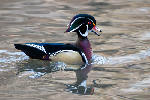 Wood Duck photograph by the iNaturalist community