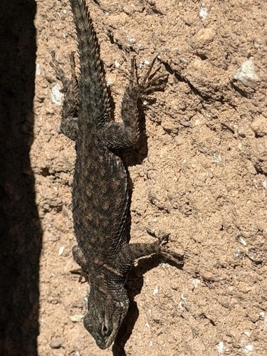 Sceloporus jarrovii observed 2026-10-17
