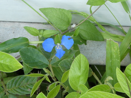 Commelina cyanea observed 2026-10-23