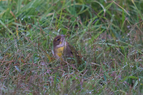 Dickcissel