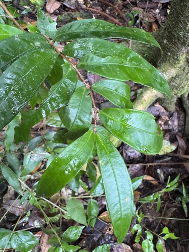 Syzygium cryptophlebium, 2026-10-23
