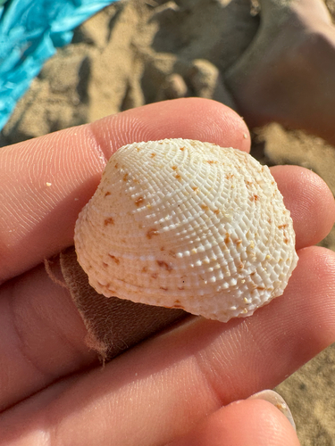 Antigona reticulata observed 2026-10-23