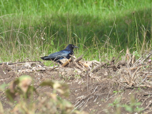 Great-tailed Grackle photograph by the iNaturalist community