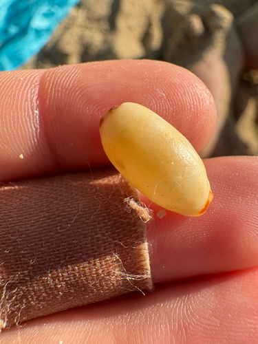 Cypraea isabella, 2026-10-23