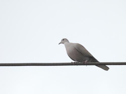 Eurasian Collared-Dove photograph by the iNaturalist community