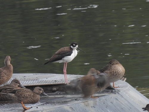 Black-necked Stilt photograph by the iNaturalist community