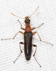 Cephaloon lepturides