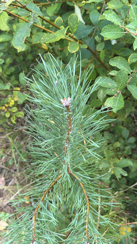 Scots pine photograph by the iNaturalist community