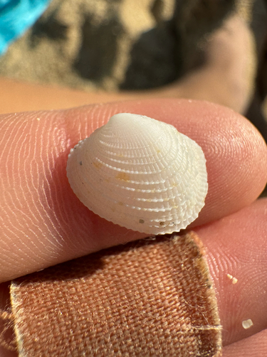 Antigona reticulata observed 2026-10-23