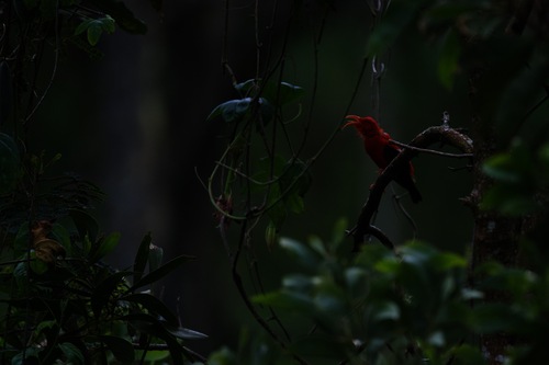 Vestiaria coccinea observed 2026-10-23