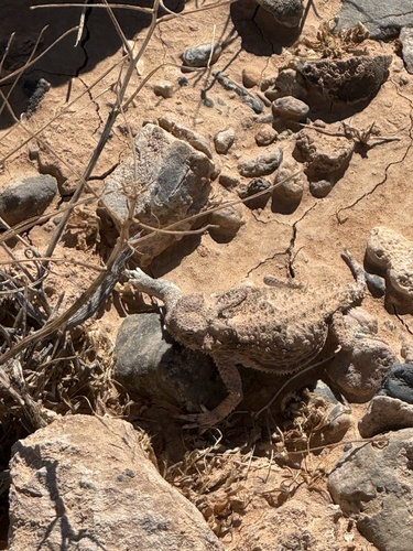 Phrynosoma platyrhinos, 2026-10-20