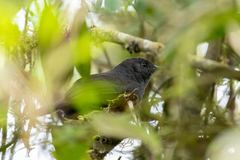 Scytalopus femoralis