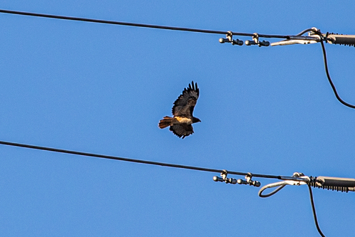 Red-tailed Hawk photograph by the iNaturalist community