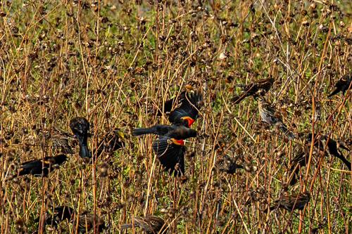 Red-winged Blackbird photograph by the iNaturalist community