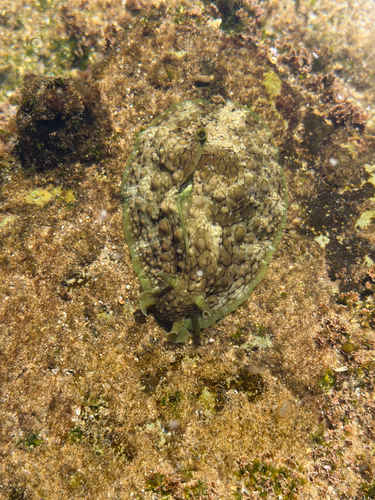 Dolabrifera dolabrifera observed 2026-10-24