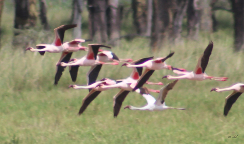iNaturalist image